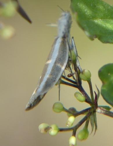 Pleurota aristella